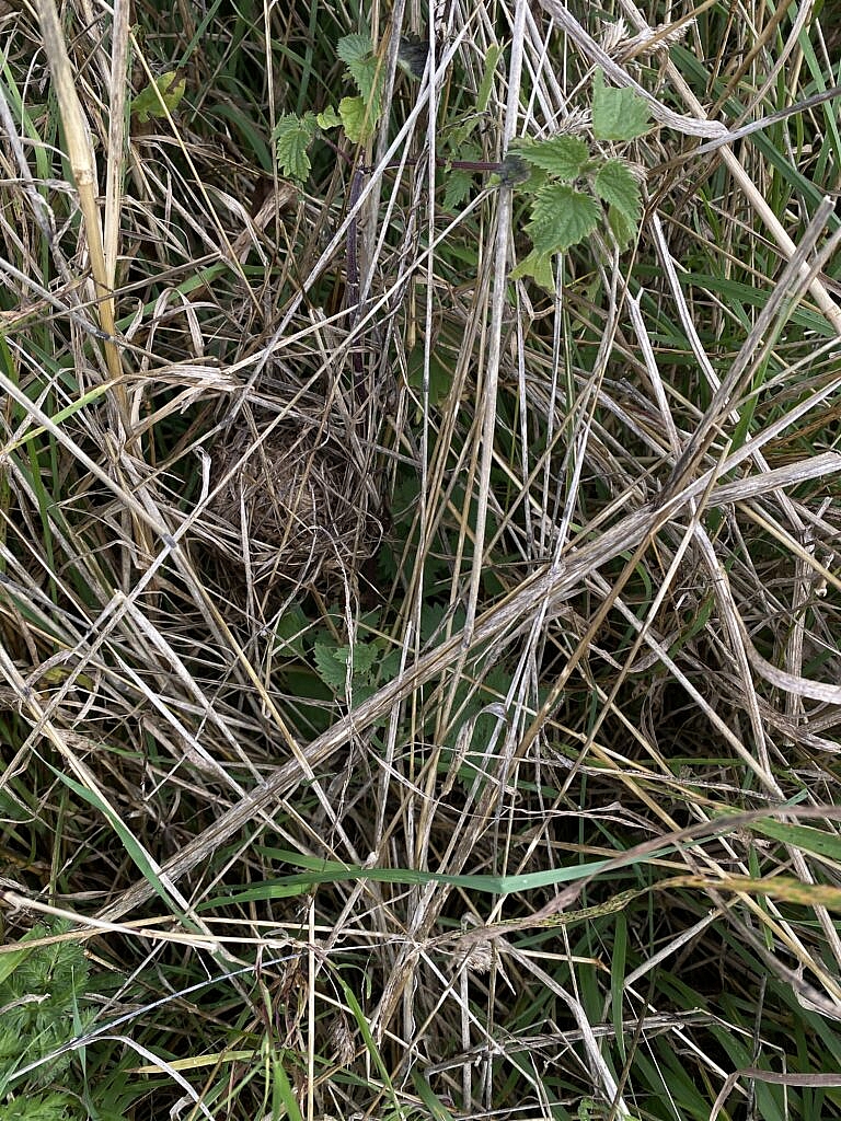 One of today's harvest mouse nests
