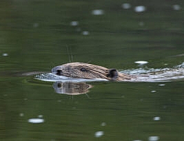 Beavers are protected at last. But for how long?