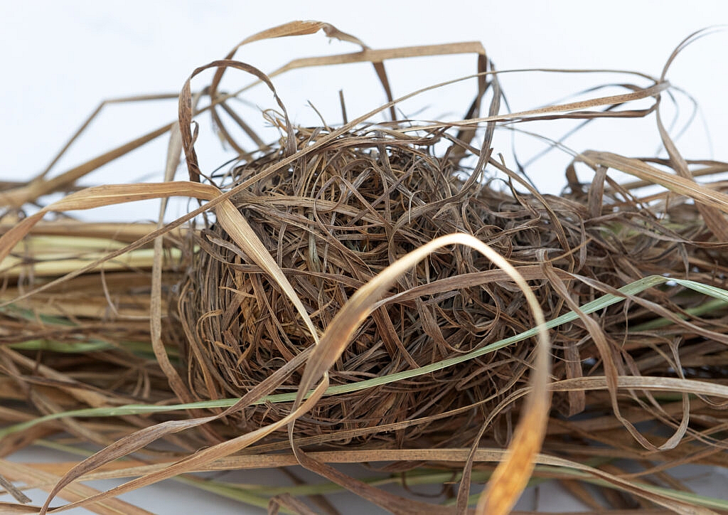 harvest mouse nest