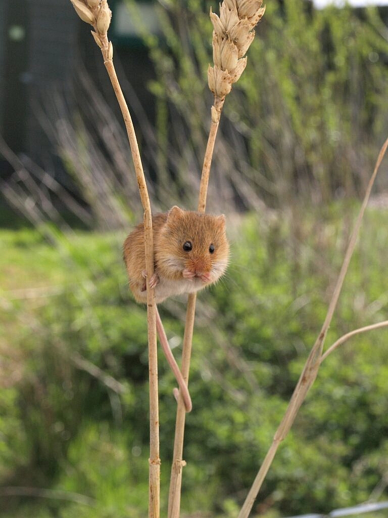 harvest mouse [captive] on wheat stalk Harvest mouse [captive] on wheat stalk. Image credit: Greg Newman /Pixabay