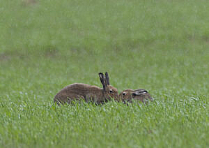 Irish hares