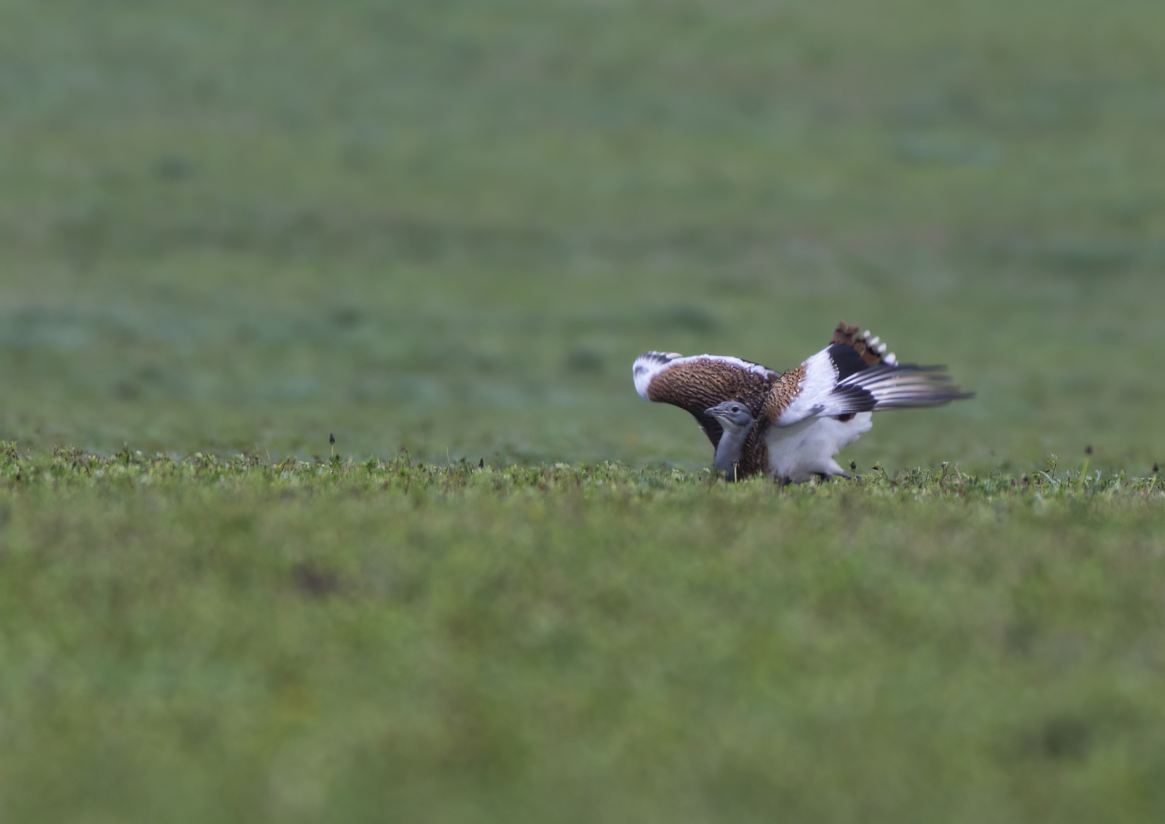 great bustard getting into the groove