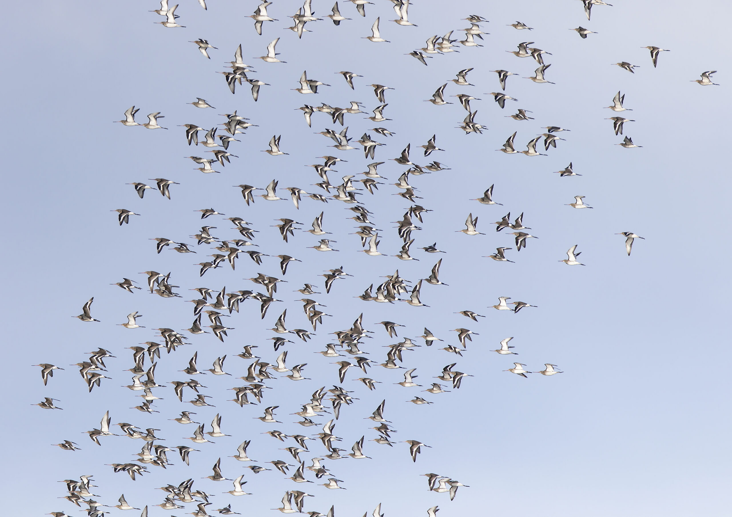 flock of black-tailed godwit