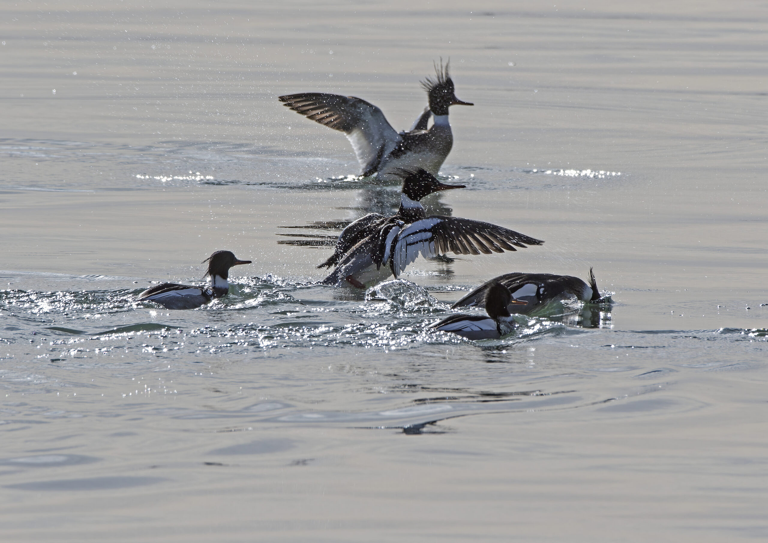 a dopping of goosander