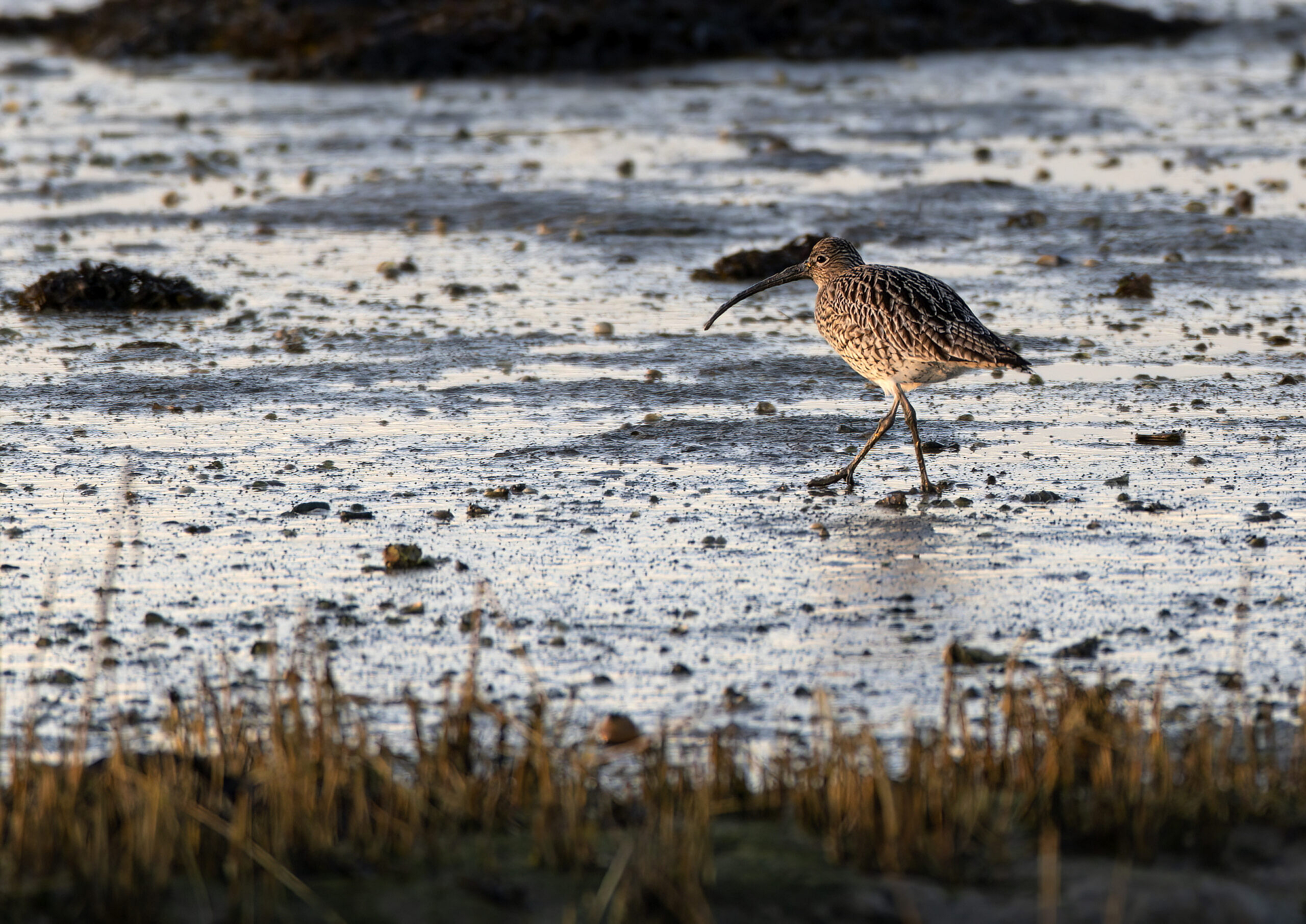 sunset curlew
