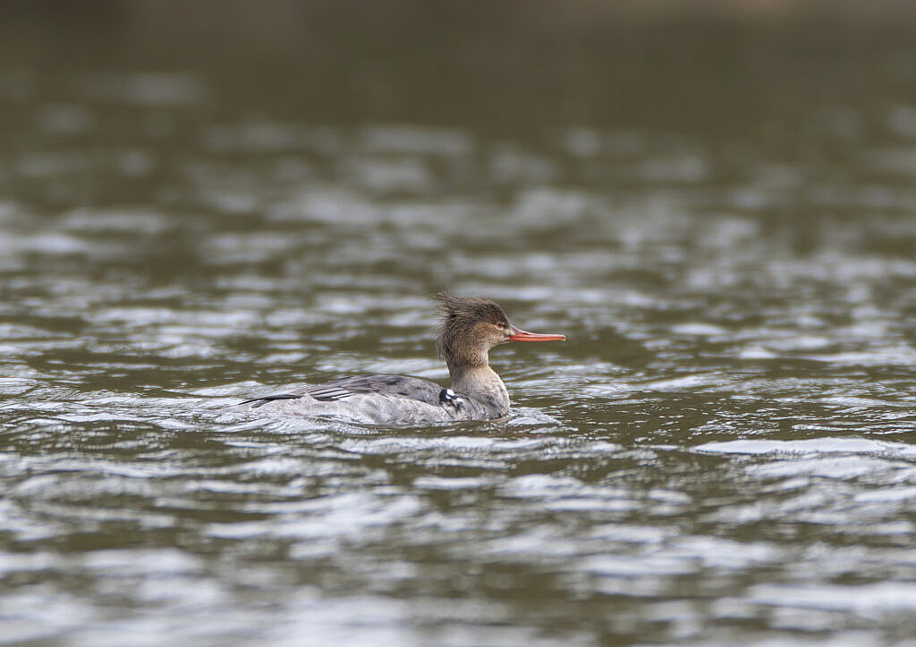 eclipse male red-breasted merganser
