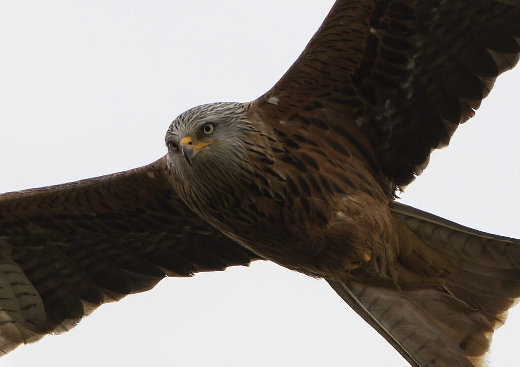 red kite - a reintroduced bird being poisoned by eating carcasses with lead shot in them