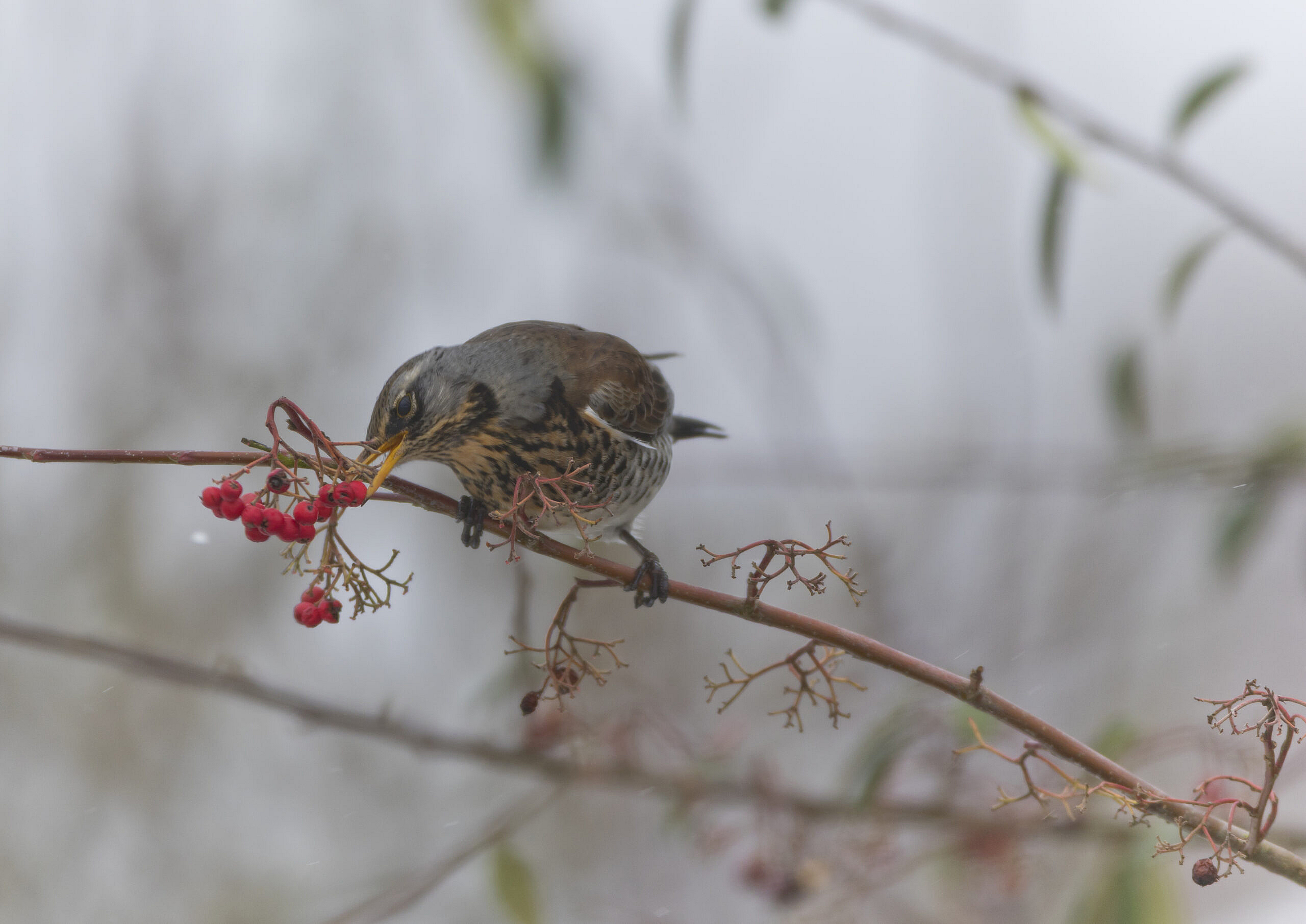 fieldfare eating winter berries - - disappearing soon from a field near you