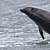 Jumping for joy? Breaching dolphin