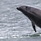 Jumping for joy? Breaching dolphin
