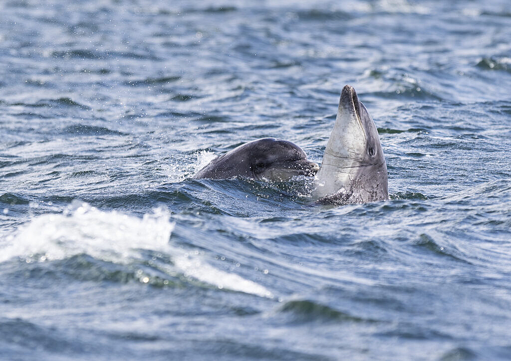 Moray Firth bottlenose dolphins