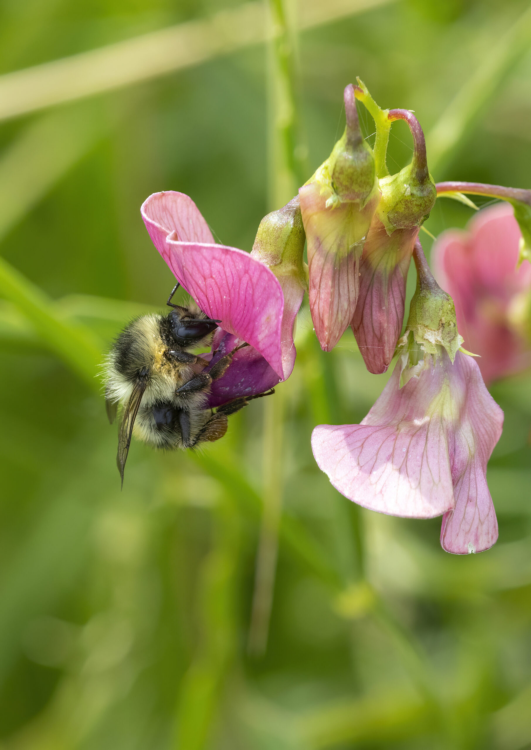 The shrill carder bee