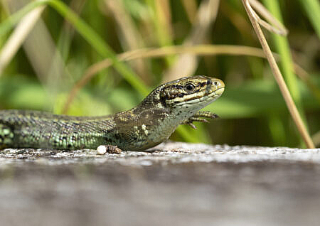 sunbathing common lizard