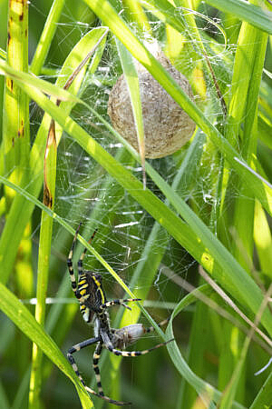 wasp spider and egg sac
