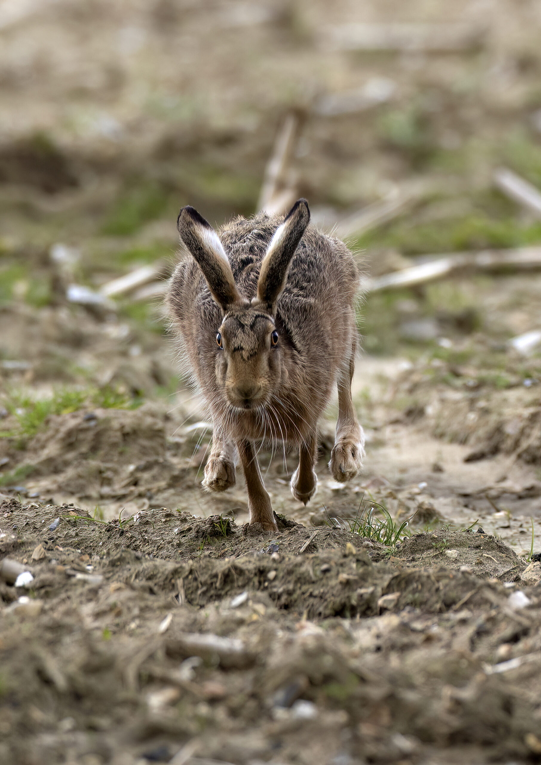 hare approaching me