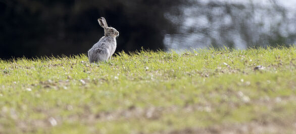 my first sighting of the ghost hare
