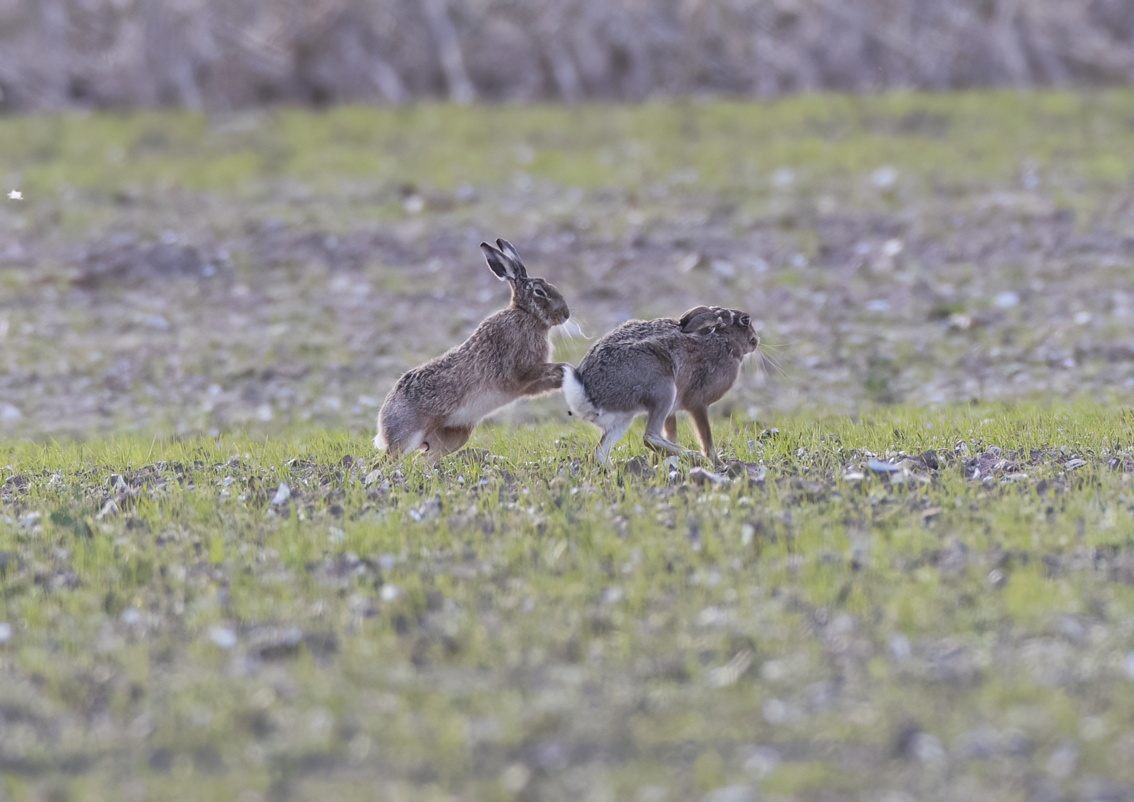 chasing hares