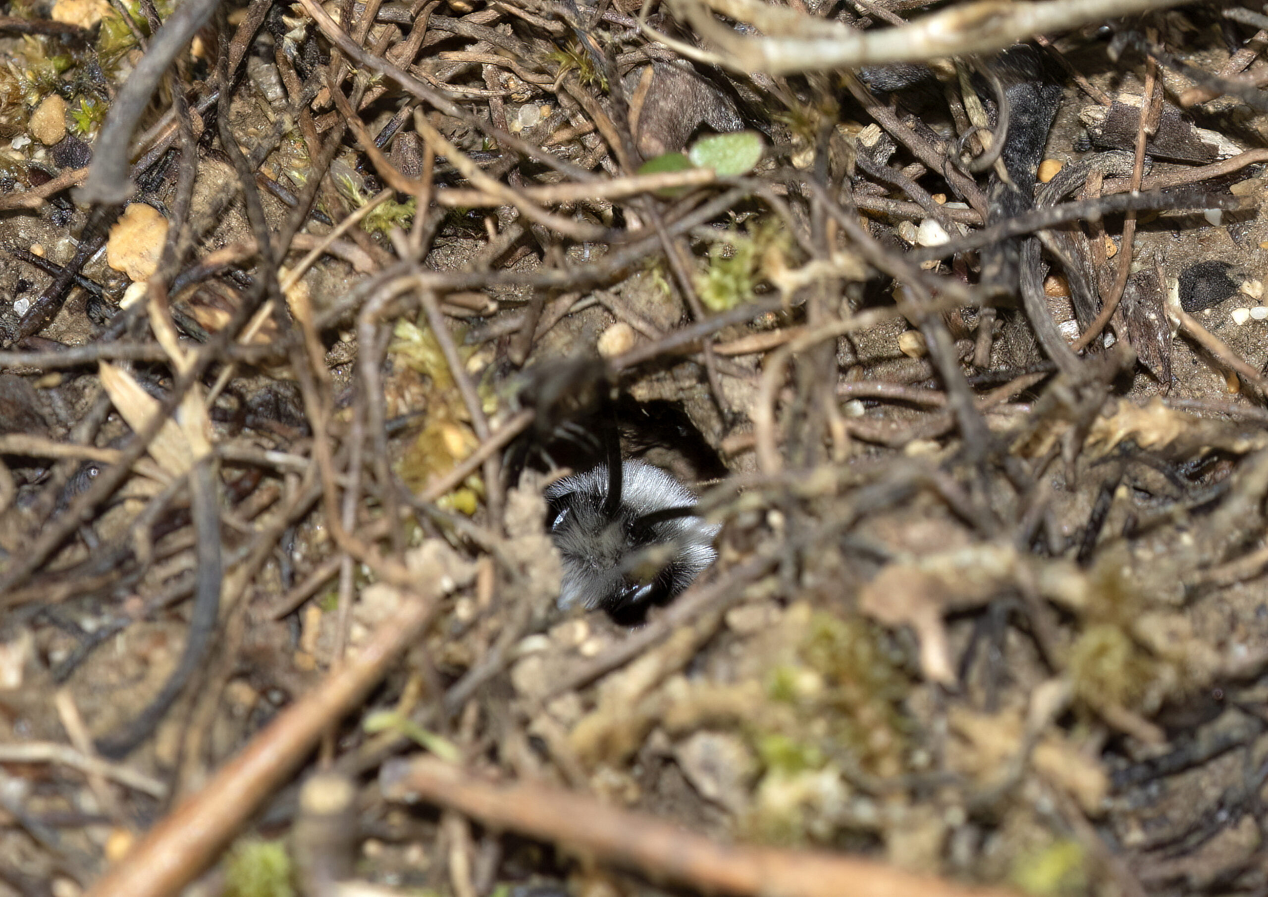 grey-haired mining bee peers fom its nest hole