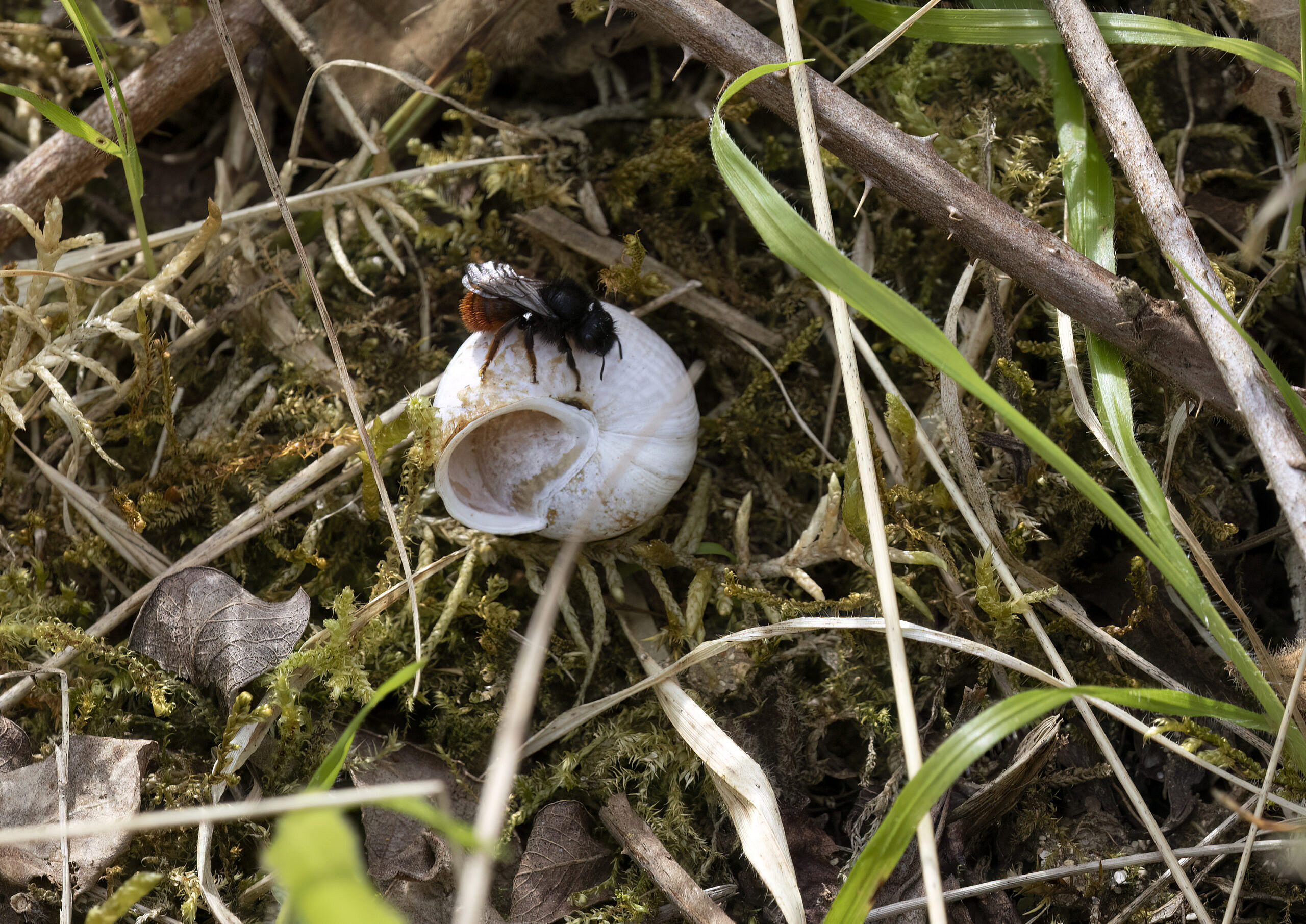 two-coloured mason bee exploring an empty snail shell