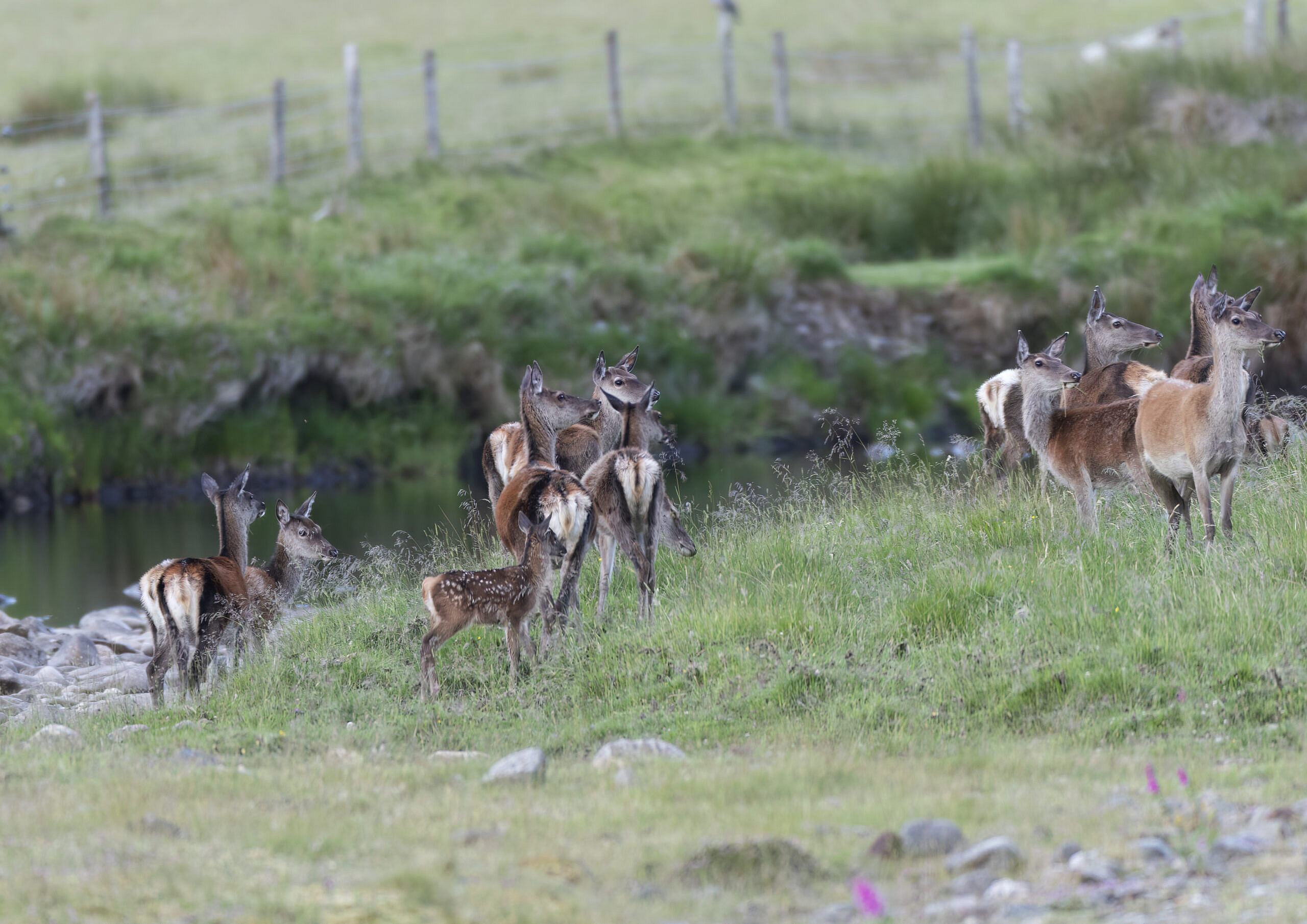 Red Deer hinds and calves in a river valley, central scotland 4am