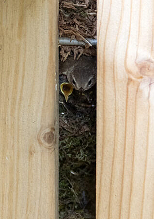 wren nest in bird hide