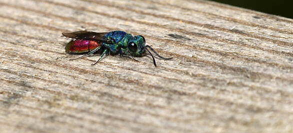 ruby-tailed wasp