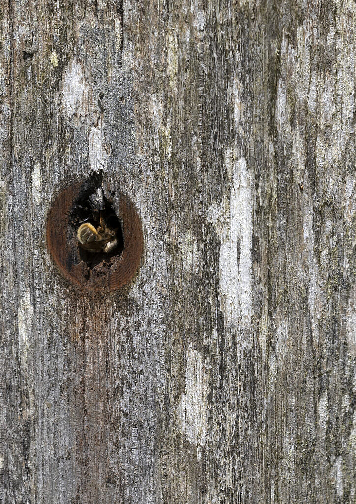 mason bee exploring a potential nest hole