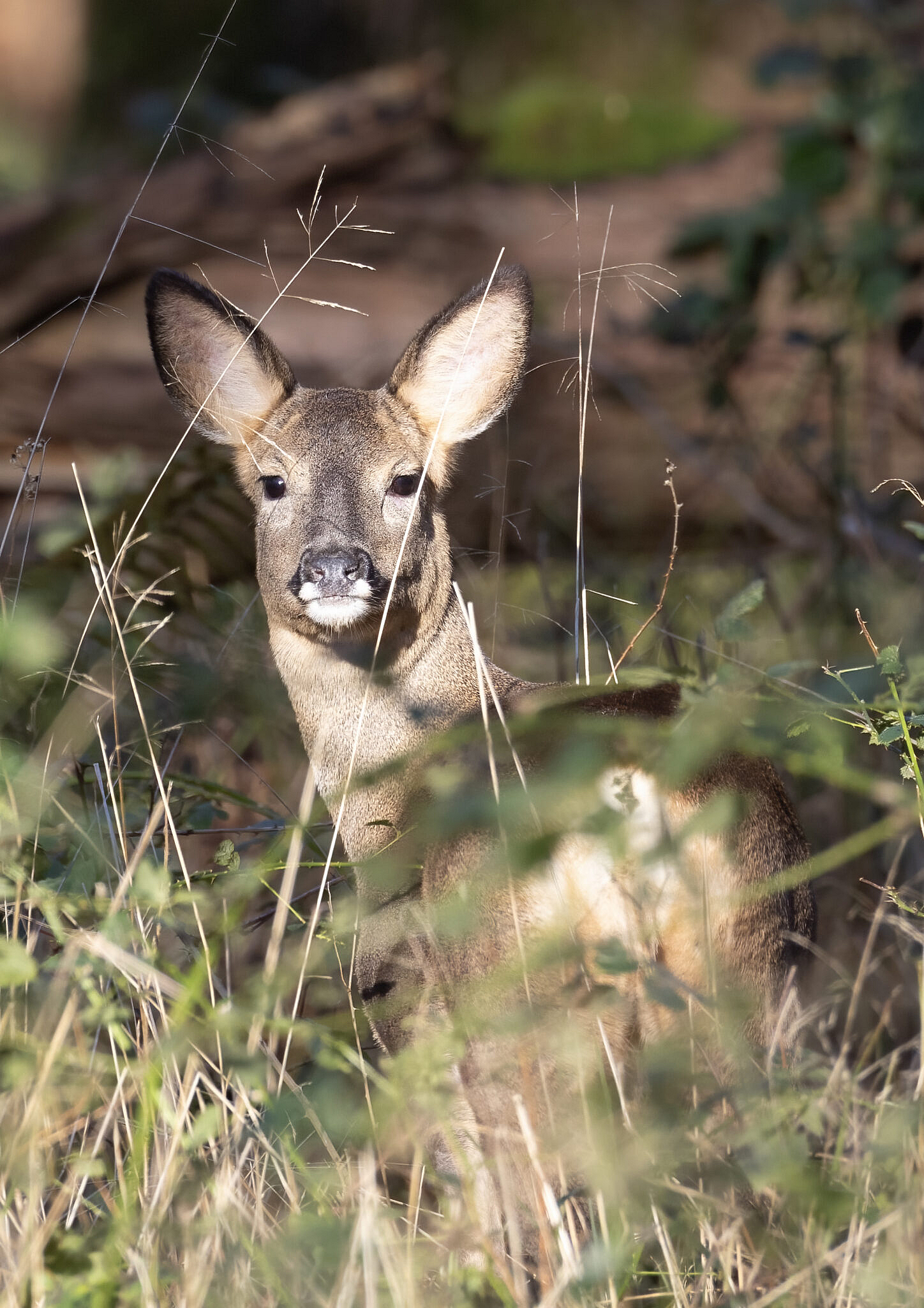 The story of the photo: Roe Deer - Steve Deeley