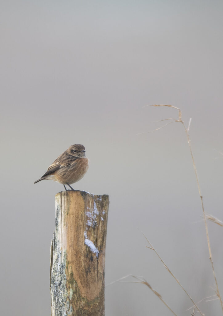 stonechat