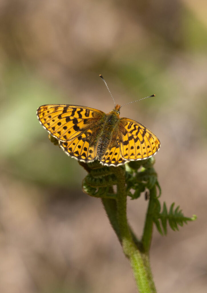 pearl-bordered fritillary