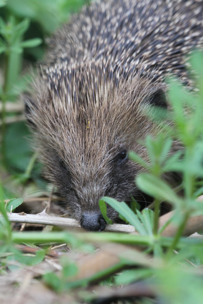 hedgehog