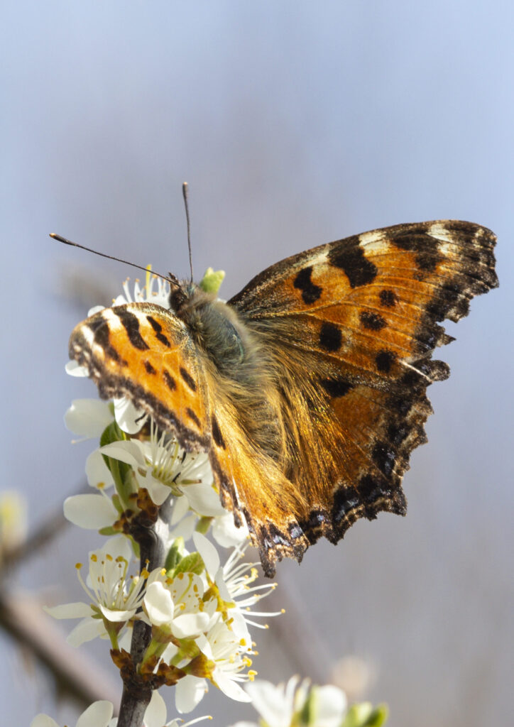 Large Tortoiseshell butterfly