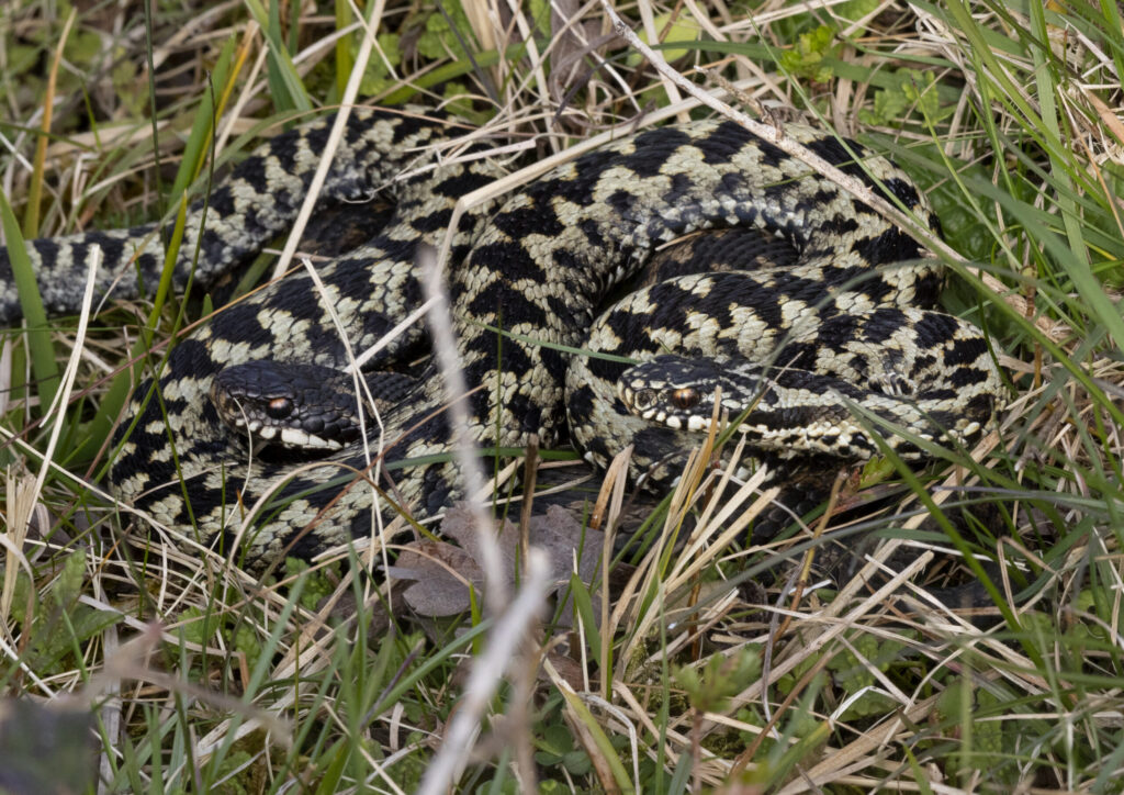 adders